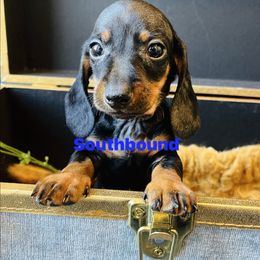 V Blue - Black and tan male Dachshund puppy in Leoma, Tennessee from Southbound Kennel