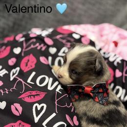 Valentino - Blue merle male Toy Australian Shepherd puppy in Carlsbad, New Mexico from Carlsbad Toy Aussies