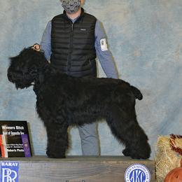 Coco - Black Russian Terrier