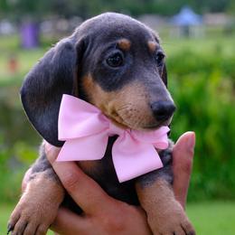 Blueberry - Blue and tan female Dachshund puppy in Lady Lake, Florida from Mimis dainty daxis