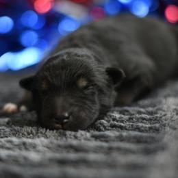 Dahlia - Black and white female Alaskan Malamute puppy in Kingston, Tennessee from North Shore Alaskan Malamutes