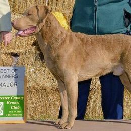 Chesapeake Bay Retrievers from Camptown Chesapeakes