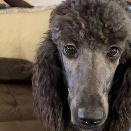 Sleeper Cell - Blue Poodle puppy in Thrall, Texas from Providential Poodles