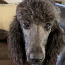 Sleeper Cell - Blue Poodle puppy in Thrall, Texas from Providential Poodles