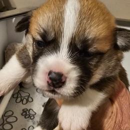 Chops - White and red male Pembroke Welsh Corgi puppy in Williams, California from Half Hitch Corgis