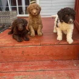 Labradoodle Puppies from CC Labradoodles