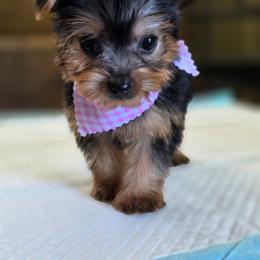 Penny - Black and tan female Yorkshire Terrier puppy in Aiken, South Carolina from Sio's Yorkies