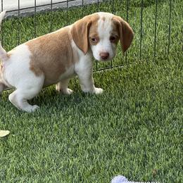 Yellow Collar-Lucky - Red and white male Beagle puppy in Las Vegas, Nevada from Hound Kings
