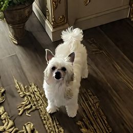 Chinese Crested puppies from Colliwood Chinese Cresteds