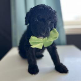 Copper - Black male Bordoodle puppy in Valley Center, California from Circle R Valley Bordoodls