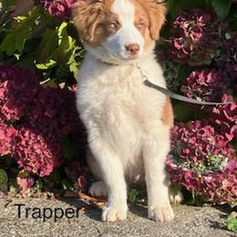 Miniature Australian Shepherd Puppies from Wren’s Nest Farm