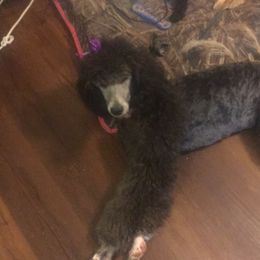 Poodle Puppies from Myka and Lisa’s Coast to Coast Poodles