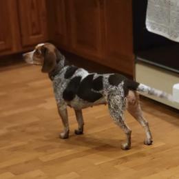 Ami - Beagle