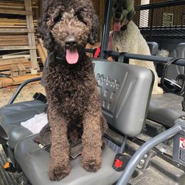 Poodle All Grown Up from Middle Earth Standard Poodles