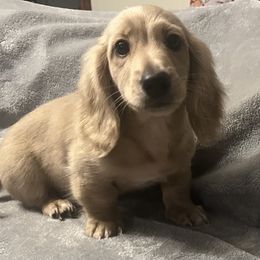 GTO - Cream male Dachshund puppy in Arp, Texas from Barksalot Dachshunds