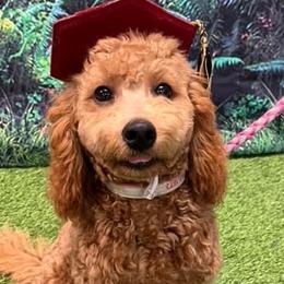 Cavapoos and Goldendoodles from Agape Southern Farms