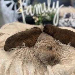 Shih Tzu Puppies from Home Sweet Shih Tzu