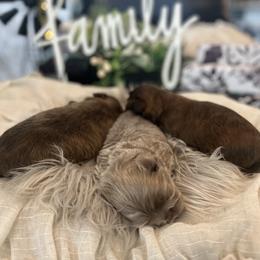 Shih Tzu Puppies from Home Sweet Shih Tzu