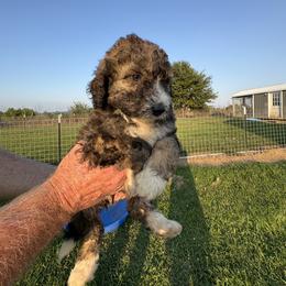 Coffee bean - Lavender - Brown and white female Aussiedoodle puppy in Eolia, Missouri from Barefoot Kennel