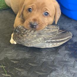 Labrador Retriever Puppies from TNT Elite Labradors