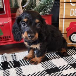 Augustus - Black and tan male Dachshund puppy in Goodman, Missouri from Jessica's Dashing Dachsunds and Fancy Frenchies