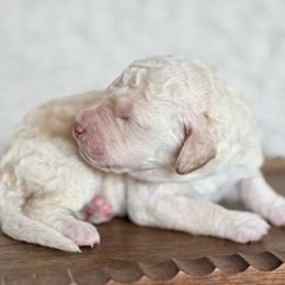 Ducati 'Duke' - Cream male Goldendoodle puppy in Dayton, Ohio from Perks Court Doodles
