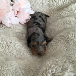 Wyatt - Black and tan male Dachshund puppy in Fallon, Nevada from Desert Doxies