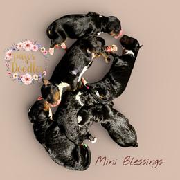 WL Pick2 - Tri-color female Bernedoodle puppy in Henrico, Virginia from Paws 4 Doodles, LLC