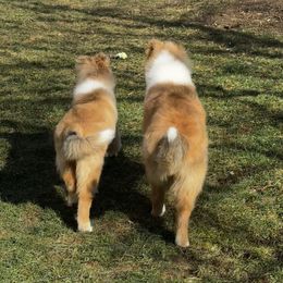 Collie and Shetland Sheepdog Puppies from Clarity