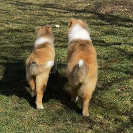 Collie and Shetland Sheepdog Puppies from Clarity