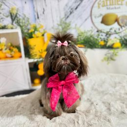 Scarlett - Shih Tzu