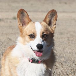 Daisy - Pembroke Welsh Corgi