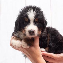 Blue Collar - 5000 - Black tan and white male Bernese Mountain Dog puppy in Collinsville, Texas from Berner Dynasty