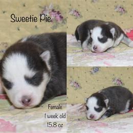 Sweetie Pie - Blue female Pomsky puppy in Denham Springs, Louisiana from Bayouland Pomskies