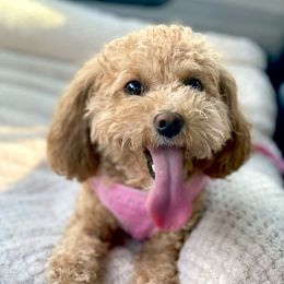 Peach - Cavapoo