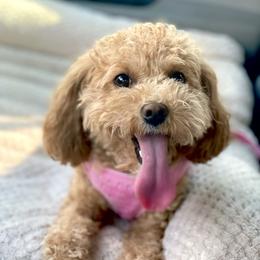 Peach - Cavapoo