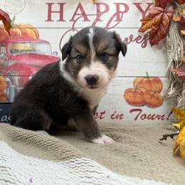 Sadie - Black tri-color female Australian Shepherd puppy in Purcell, Oklahoma from Lewis Aussie’s & Corgi’s