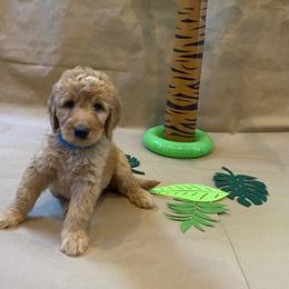 Goldendoodle Puppies from Dhalia’s Doodles