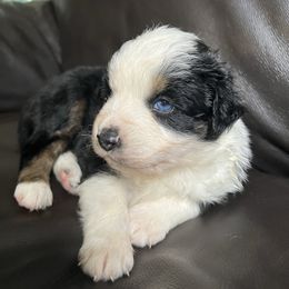 TwoBit - Black Tri Male 2 Blue Eyes - Black tri male Miniature Australian Shepherd puppy in Taunton, Massachusetts from Checkered Flag Champions Mini Aussies