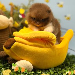 Alvin - Chocolate parti male Pomeranian puppy in Stockton, California from Pommiepalace