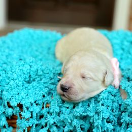 Australian Labradoodle, Bernedoodle, and Goldendoodle Puppies from Golden Fields Doodles