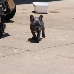 French Bulldog Puppies from Gorilla Zoo Kennels