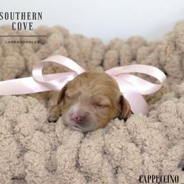 Cappuccino - Apricot female Australian Labradoodle puppy in Winter Haven, Florida from Southern Cove Labradoodles