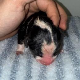 Baked Alaska - Black tri-color male Australian Shepherd puppy in Anniston, Alabama from All Hale Aussies
