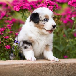Australian Shepherd Puppies from River Reign Australian Shepherds