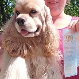 Cockapoos, Cocker Spaniels, and Poodles from The Cocker Cingdom