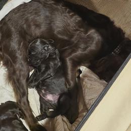 Boykin Spaniel, English Springer Spaniel, and Rat Terrier Puppies from 31 Pines Kennels
