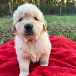 Cary Grant - Light golden male Golden Retriever puppy in Meriden, Kansas from Sunkissed Retrievers