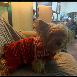 Eva - Yorkshire Terrier
