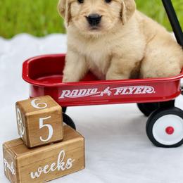 Golden Retriever Puppies from All shades Golden
